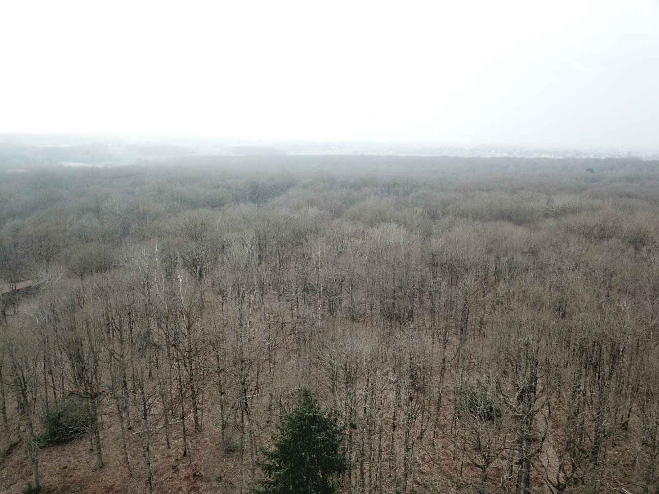 Photos 3 - Forestière - Propriété forestière et bâti de 20 ha aux portes de Paris