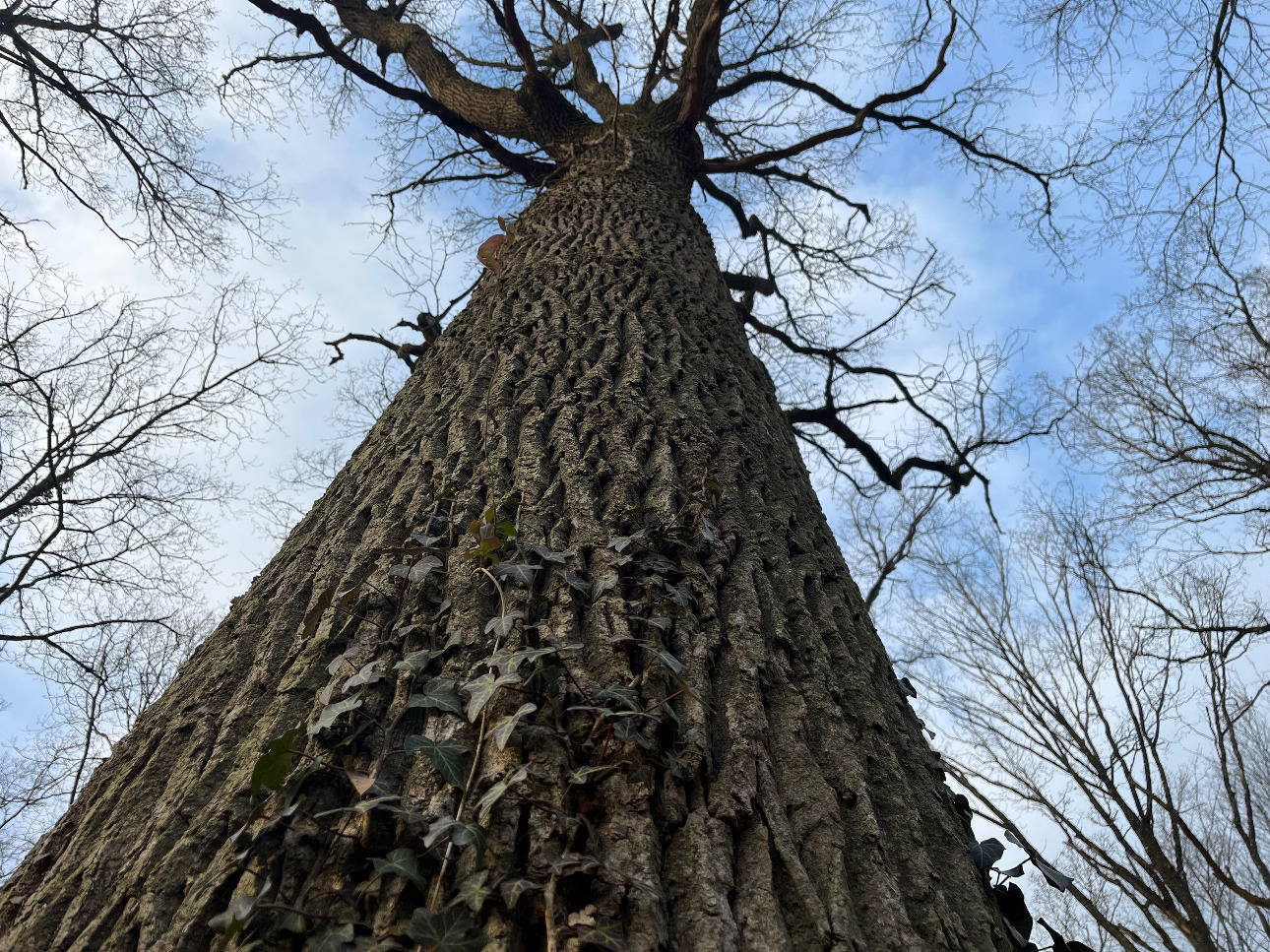 Photos 4 - Forestière - Propriété forestière et bâti de 20 ha aux portes de Paris