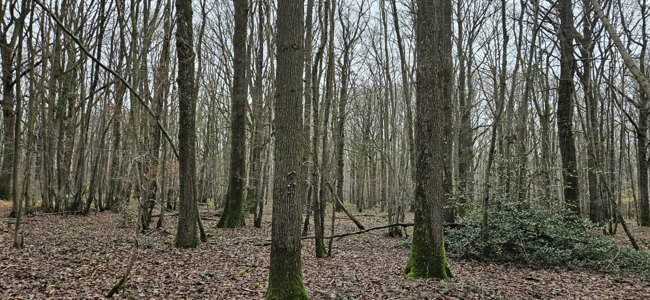 Photos 5 - Forestière - Propriété forestière et bâti de 20 ha aux portes de Paris