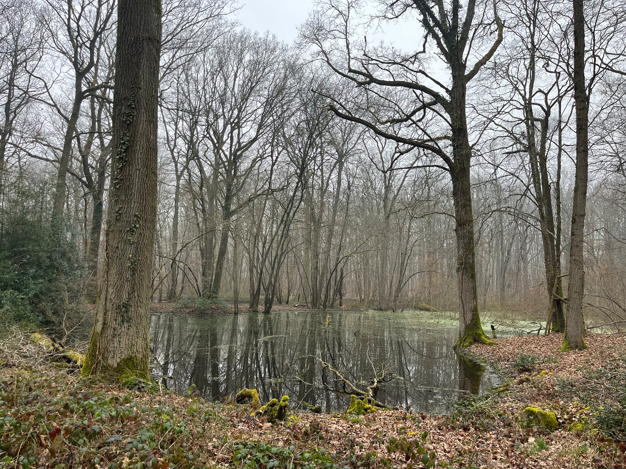 Photos 8 - Forestière - Propriété forestière et bâti de 20 ha aux portes de Paris