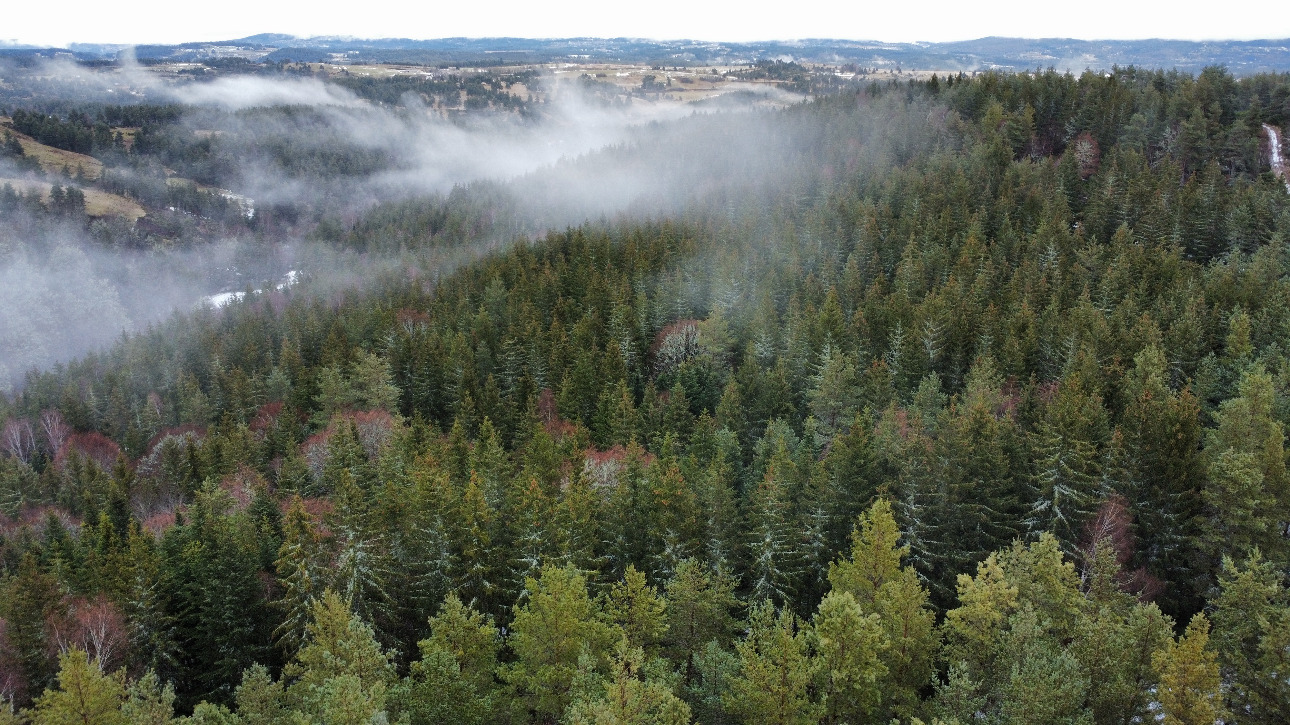 Photos 1 - Forestière - Investissement forestier – Aubrac (48)