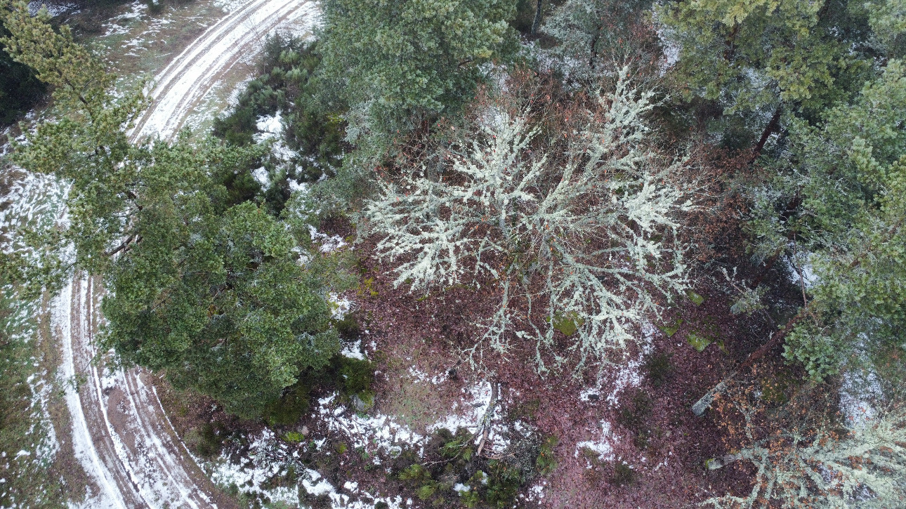 Photos 2 - Forestière - Investissement forestier – Aubrac (48)