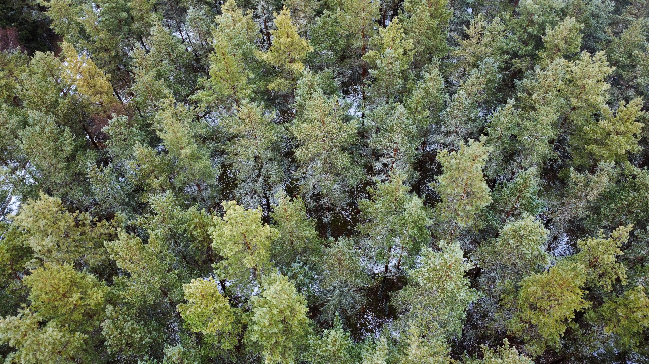 Photos 3 - Forestière - Investissement forestier – Aubrac (48)