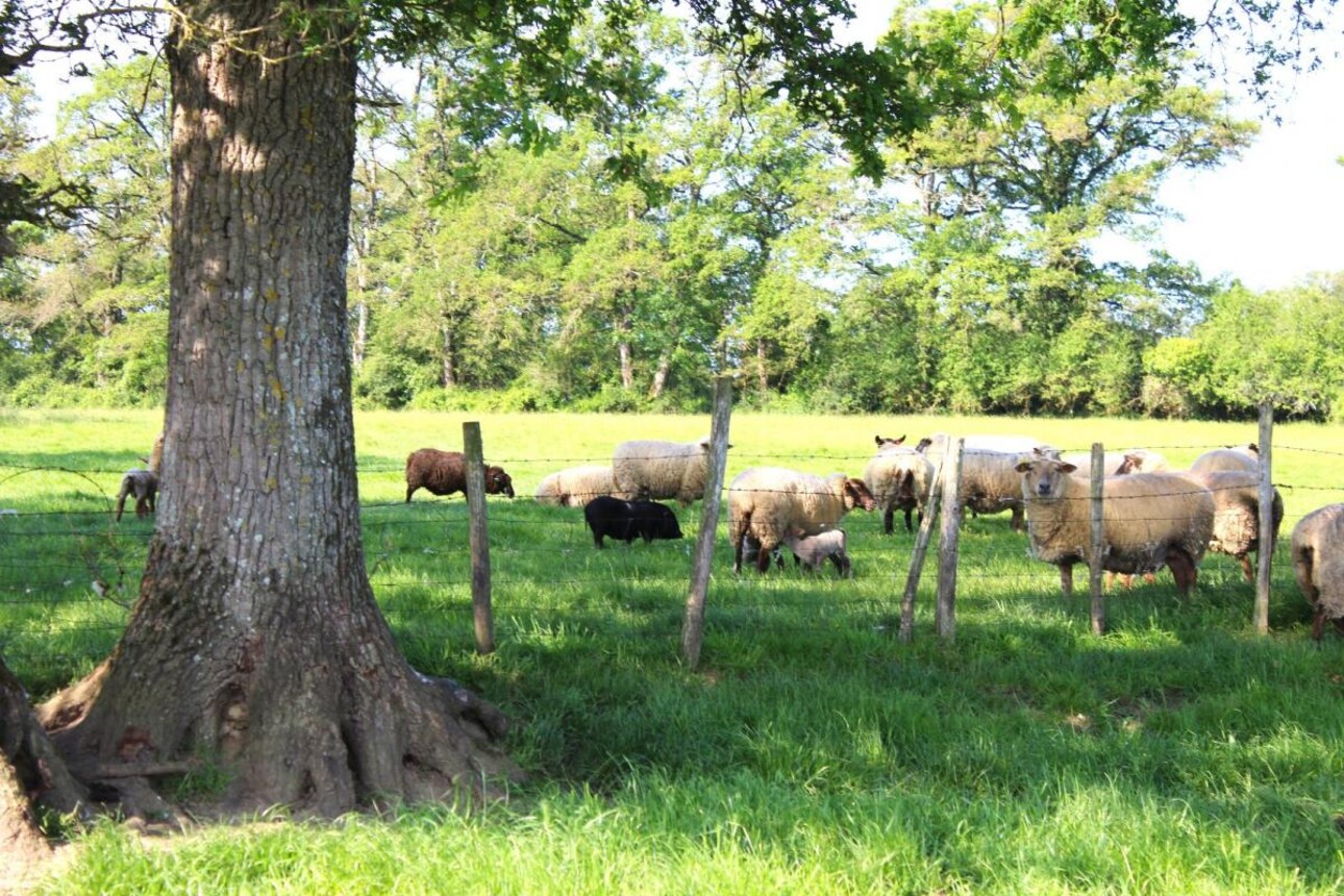 Photos 19 - Équestre - Domaine
