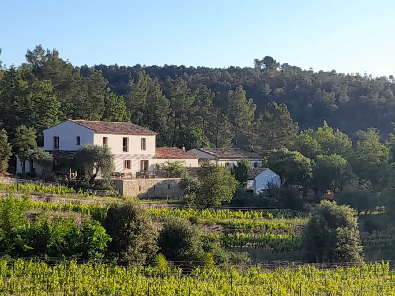 Photos 8 - Viticole - Domaine viticole dans le Var