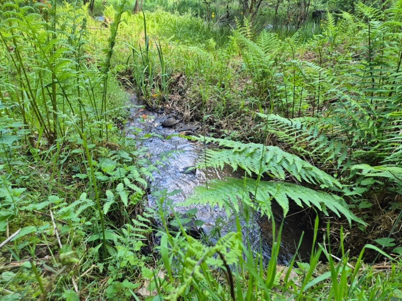 Photos 21 - Foncière - Deux beaux étangs, 6500 m2 d'eau pour pêche et loisirs sur un espace total de deux hectares de terrains