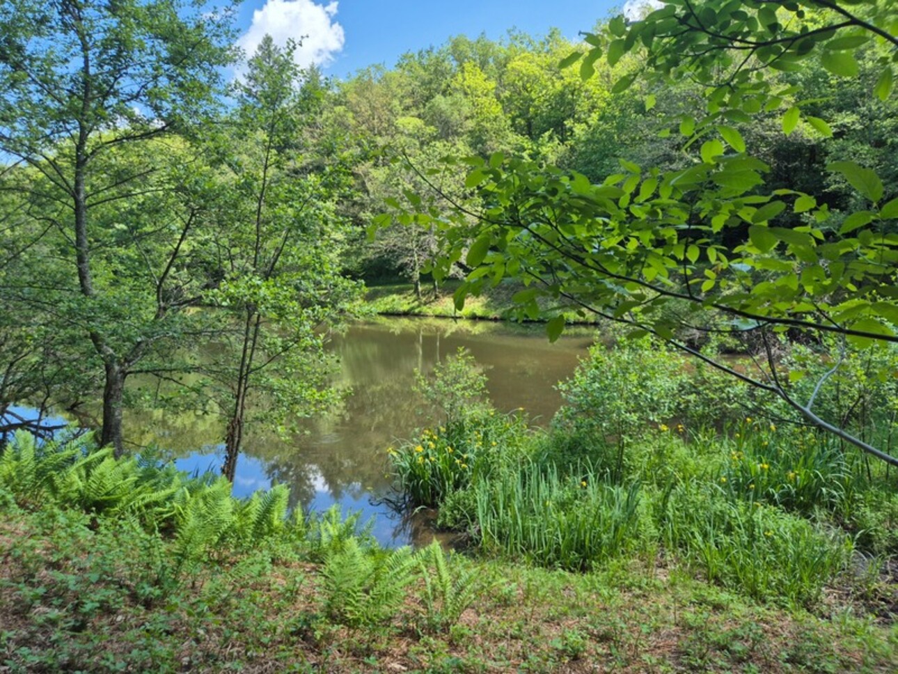 Photos 24 - Foncière - Deux beaux étangs, 6500 m2 d'eau pour pêche et loisirs sur un espace total de deux hectares de terrains