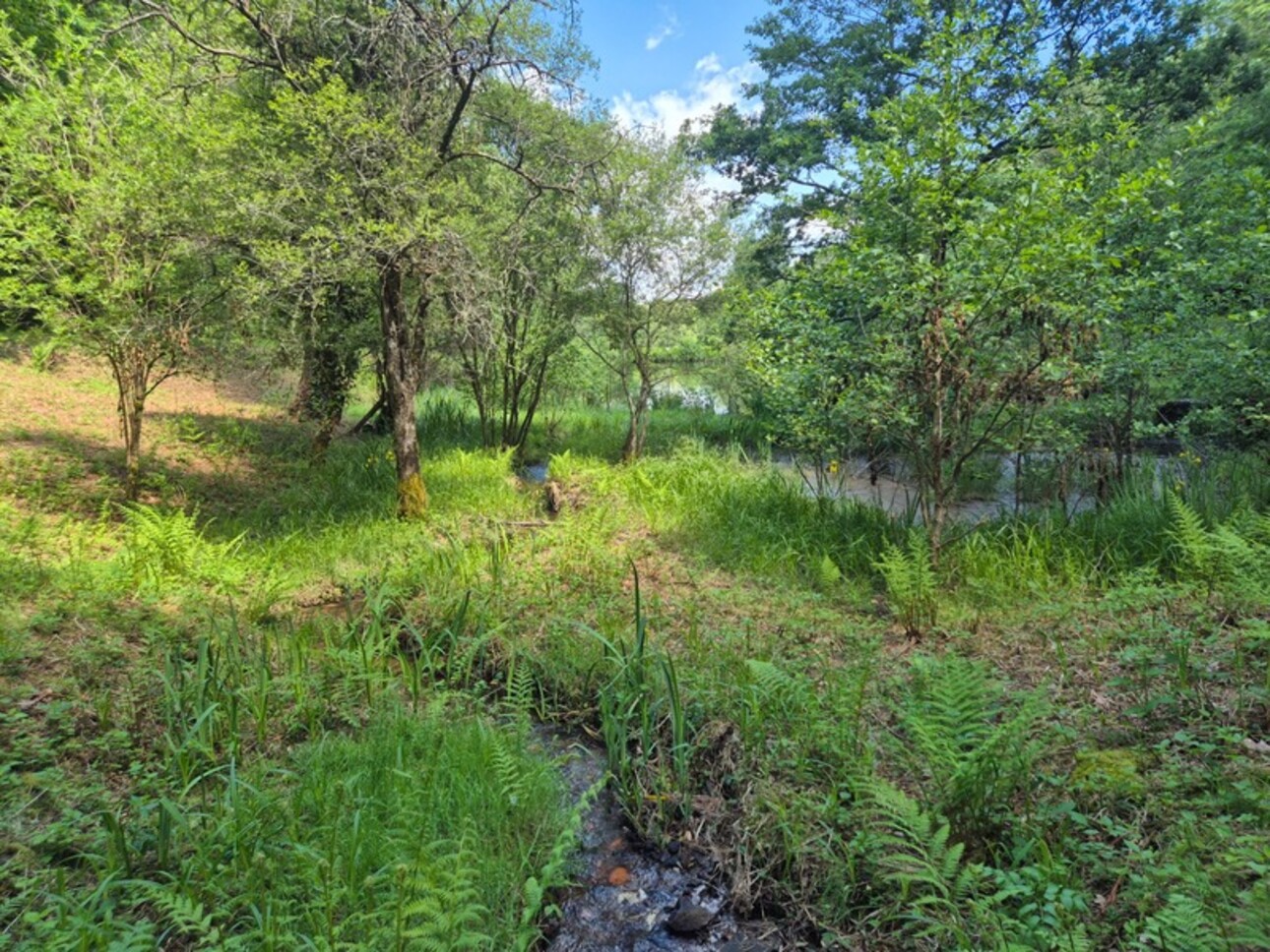 Photos 25 - Foncière - Deux beaux étangs, 6500 m2 d'eau pour pêche et loisirs sur un espace total de deux hectares de terrains