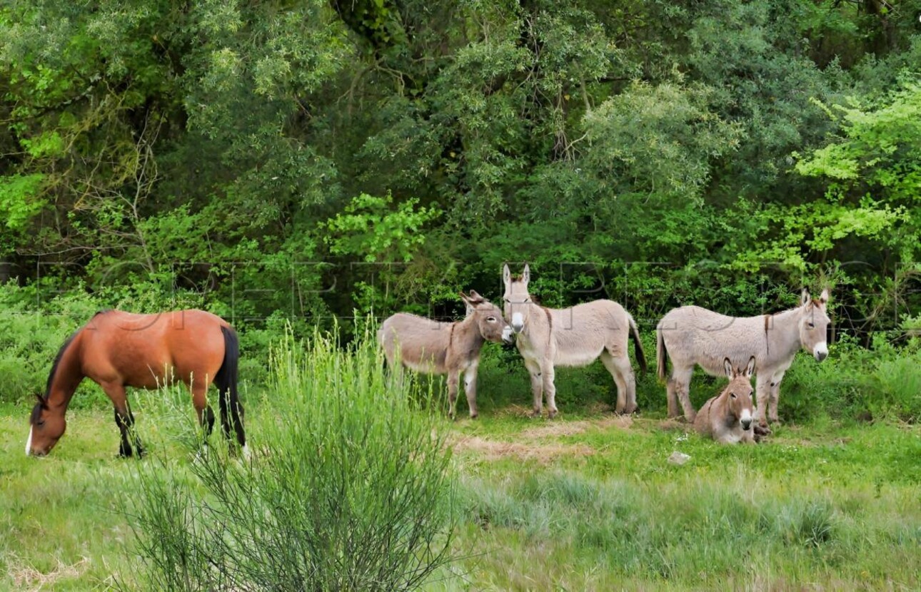 Photos 12 - Touristique - AUDE PROPRIETE ECOLOGIQUE GITES 180 HA