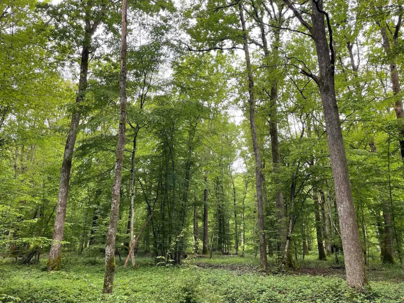 Photos 4 - Foncière - Intégralité des parts de sociétés comprenant un ensemble agricole et forestier