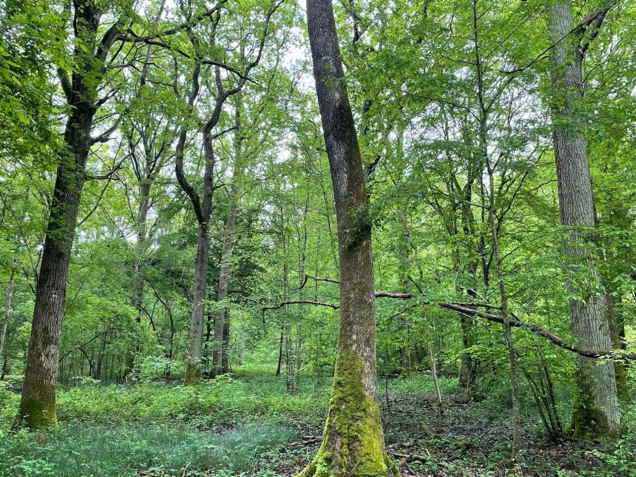 Photos 5 - Foncière - Intégralité des parts de sociétés comprenant un ensemble agricole et forestier