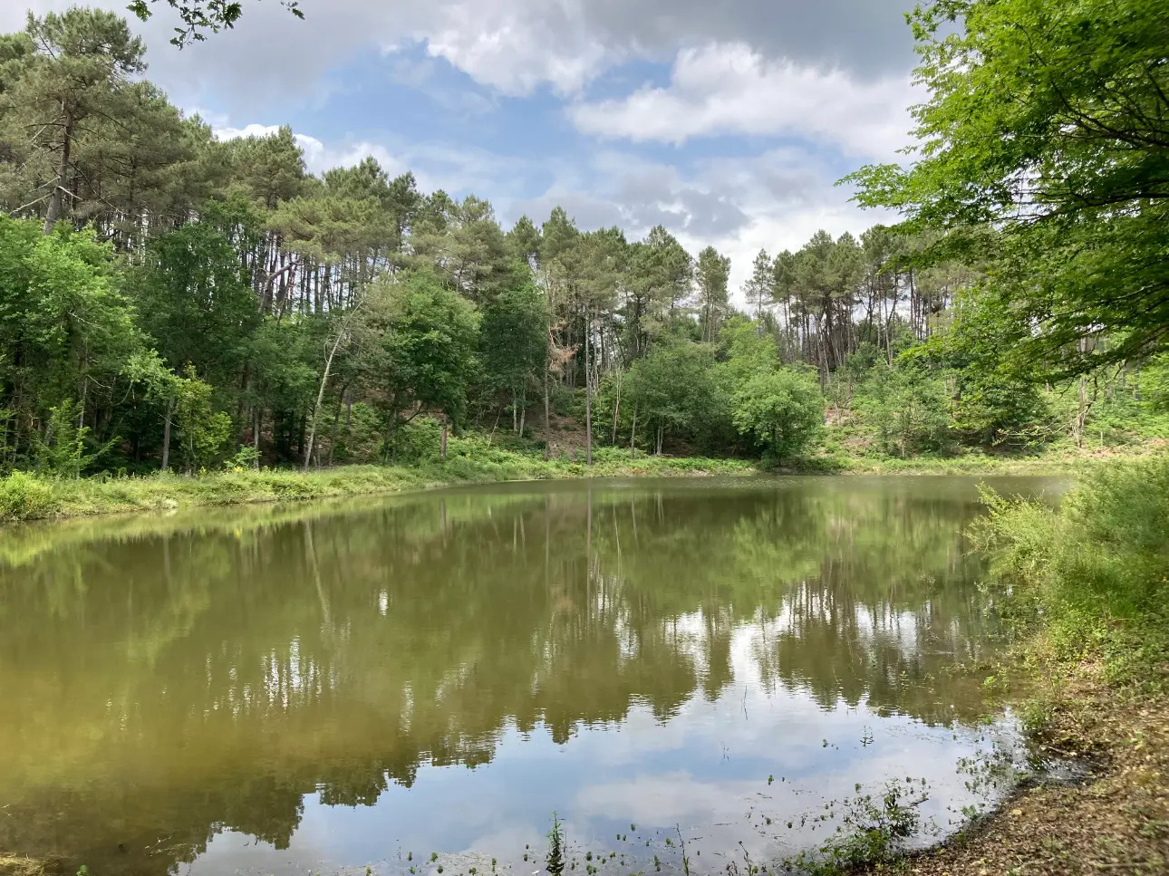 Photos 1 - Forestière - En Dordogne, rare parc de 10ha clôturé comprenant 2 étangs, des bois feuillus et résineux et un hangar