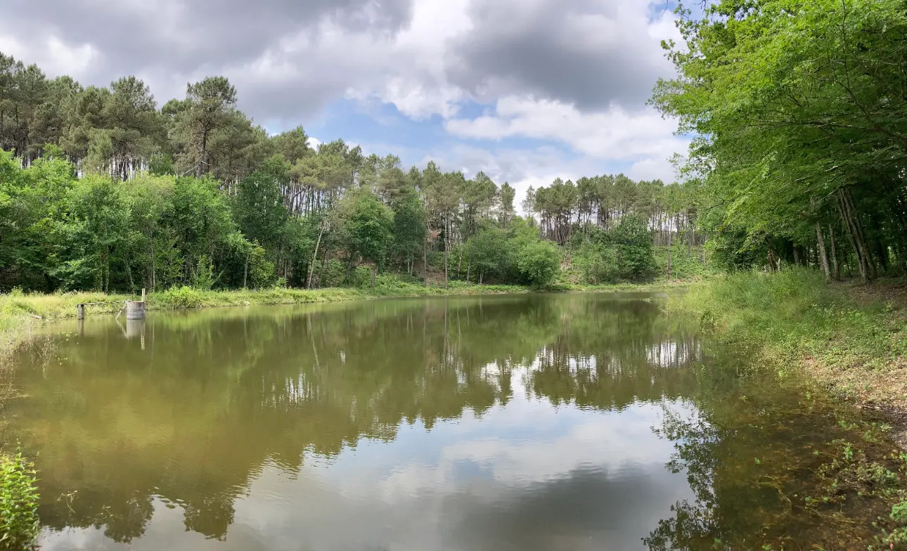 Photos 2 - Forestière - En Dordogne, rare parc de 10ha clôturé comprenant 2 étangs, des bois feuillus et résineux et un hangar