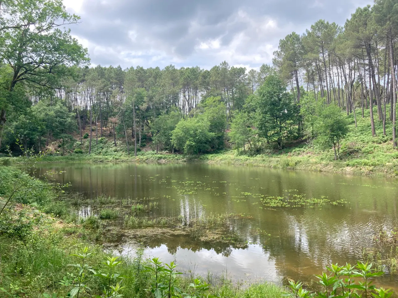 Photos 5 - Forestière - En Dordogne, rare parc de 10ha clôturé comprenant 2 étangs, des bois feuillus et résineux et un hangar