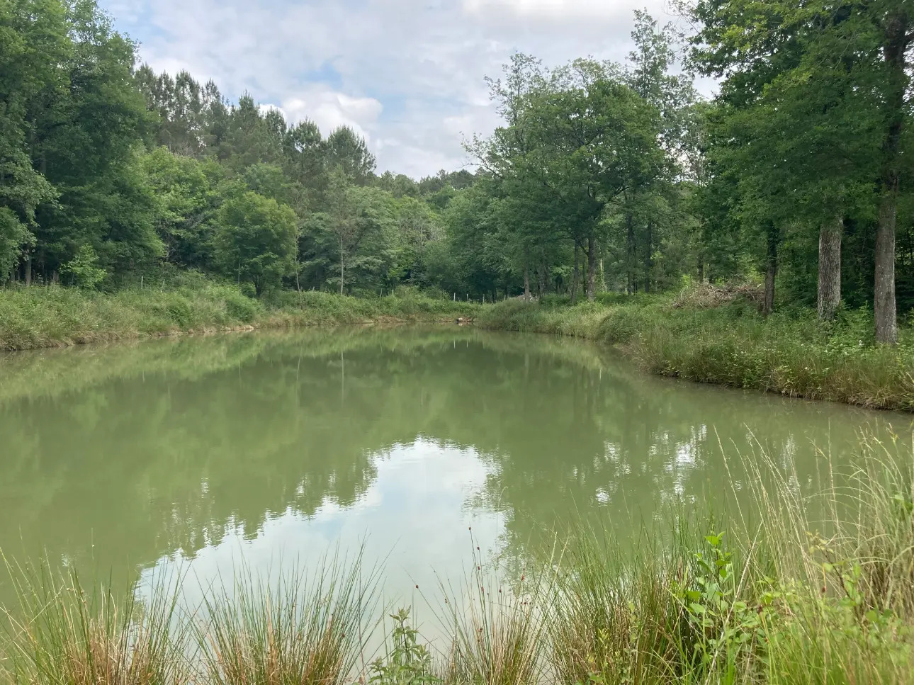 Photos 6 - Forestière - En Dordogne, rare parc de 10ha clôturé comprenant 2 étangs, des bois feuillus et résineux et un hangar