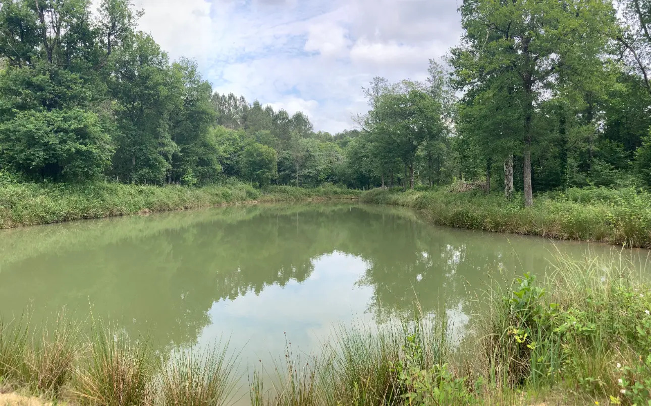 Photos 7 - Forestière - En Dordogne, rare parc de 10ha clôturé comprenant 2 étangs, des bois feuillus et résineux et un hangar