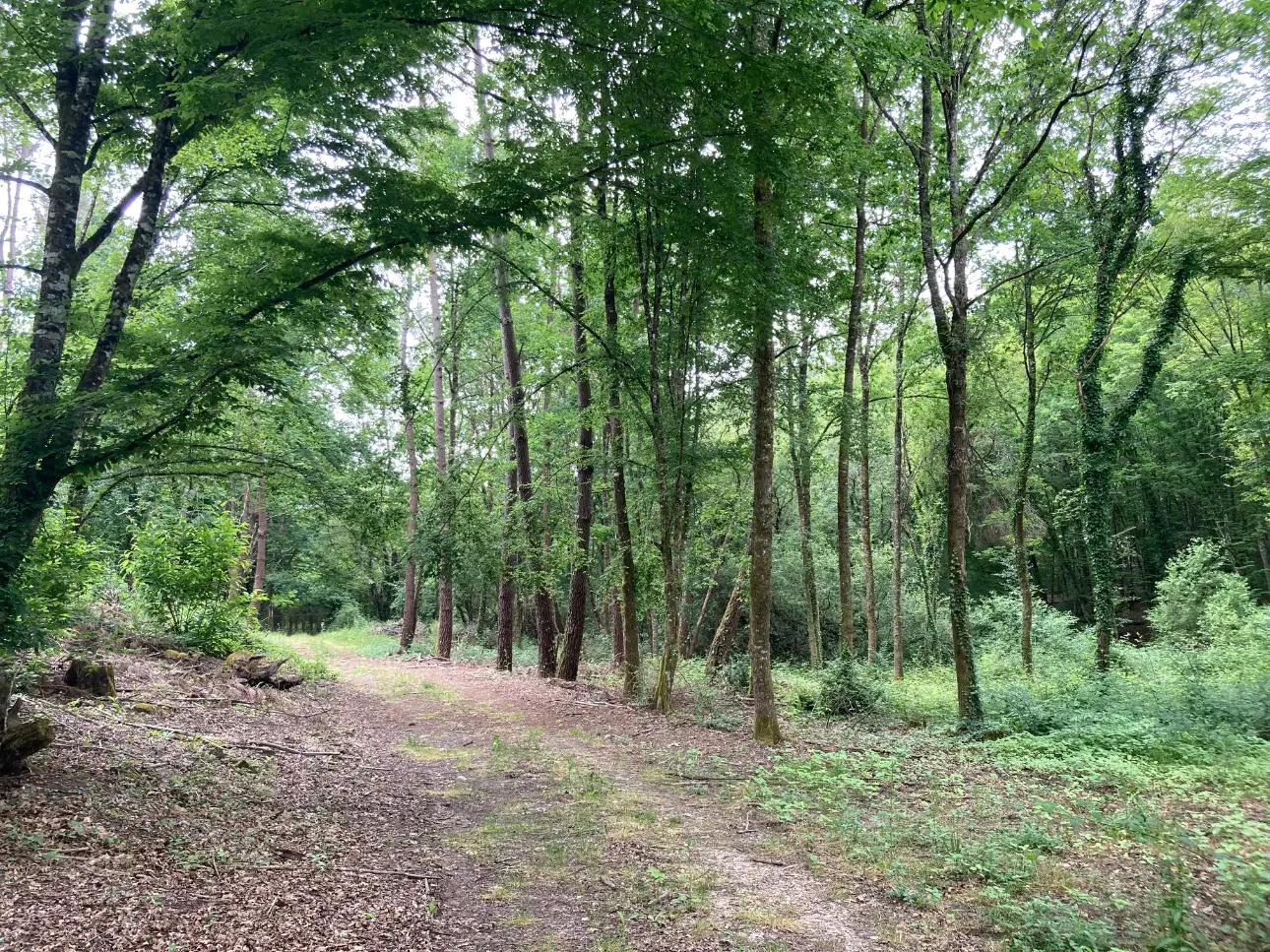 Photos 8 - Forestière - En Dordogne, rare parc de 10ha clôturé comprenant 2 étangs, des bois feuillus et résineux et un hangar