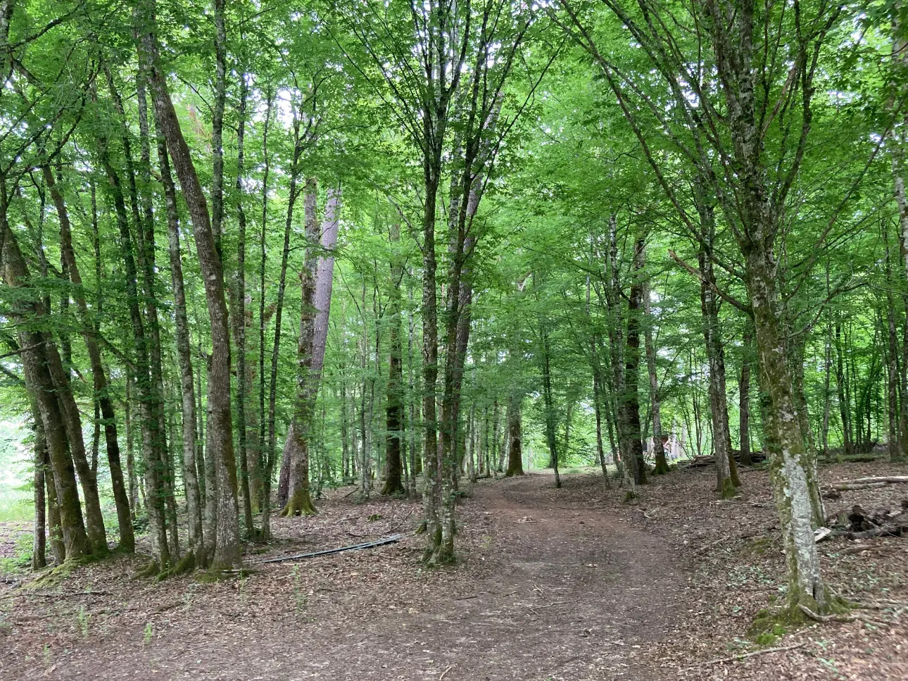 Photos 9 - Forestière - En Dordogne, rare parc de 10ha clôturé comprenant 2 étangs, des bois feuillus et résineux et un hangar
