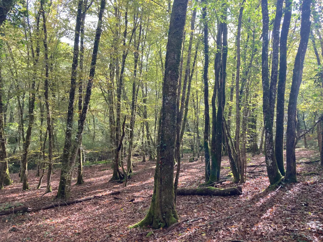 Photos 11 - Forestière - En Dordogne, rare parc de 10ha clôturé comprenant 2 étangs, des bois feuillus et résineux et un hangar