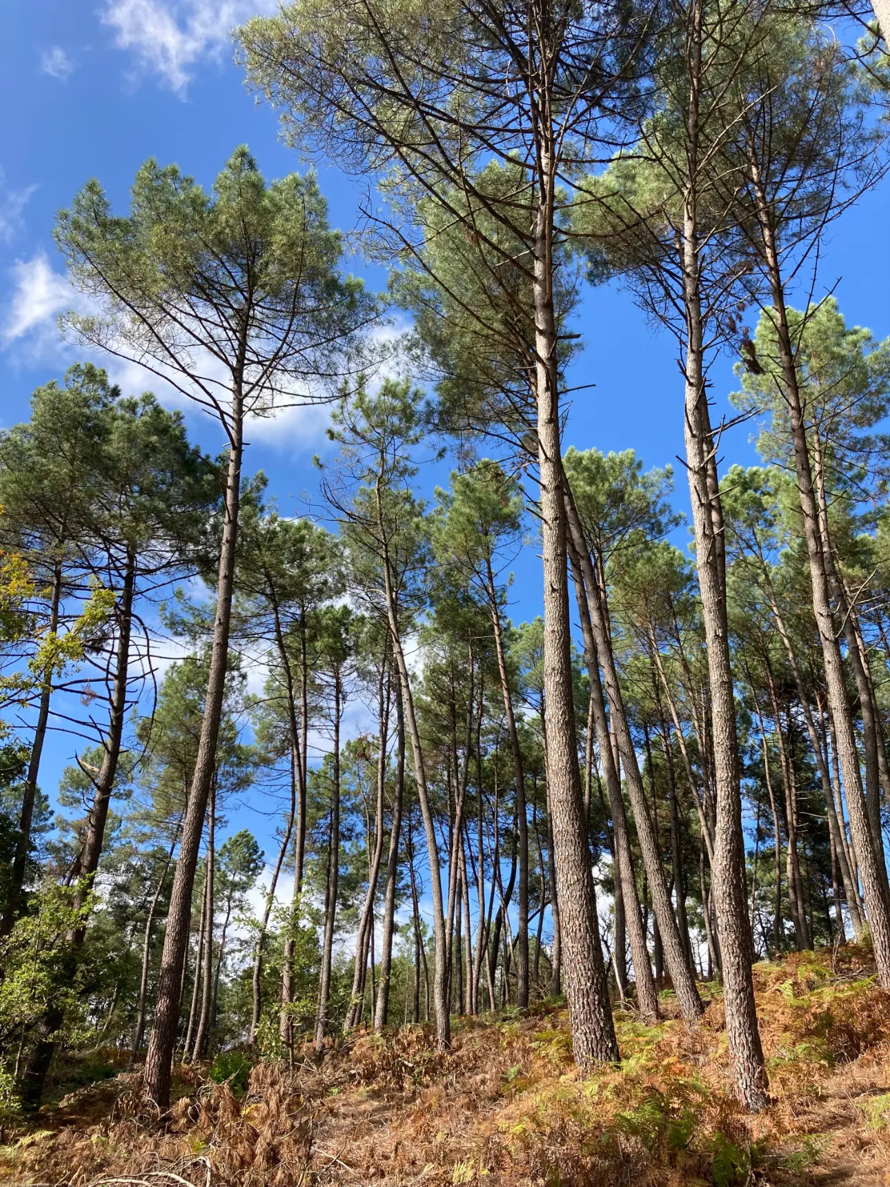 Photos 12 - Forestière - En Dordogne, rare parc de 10ha clôturé comprenant 2 étangs, des bois feuillus et résineux et un hangar