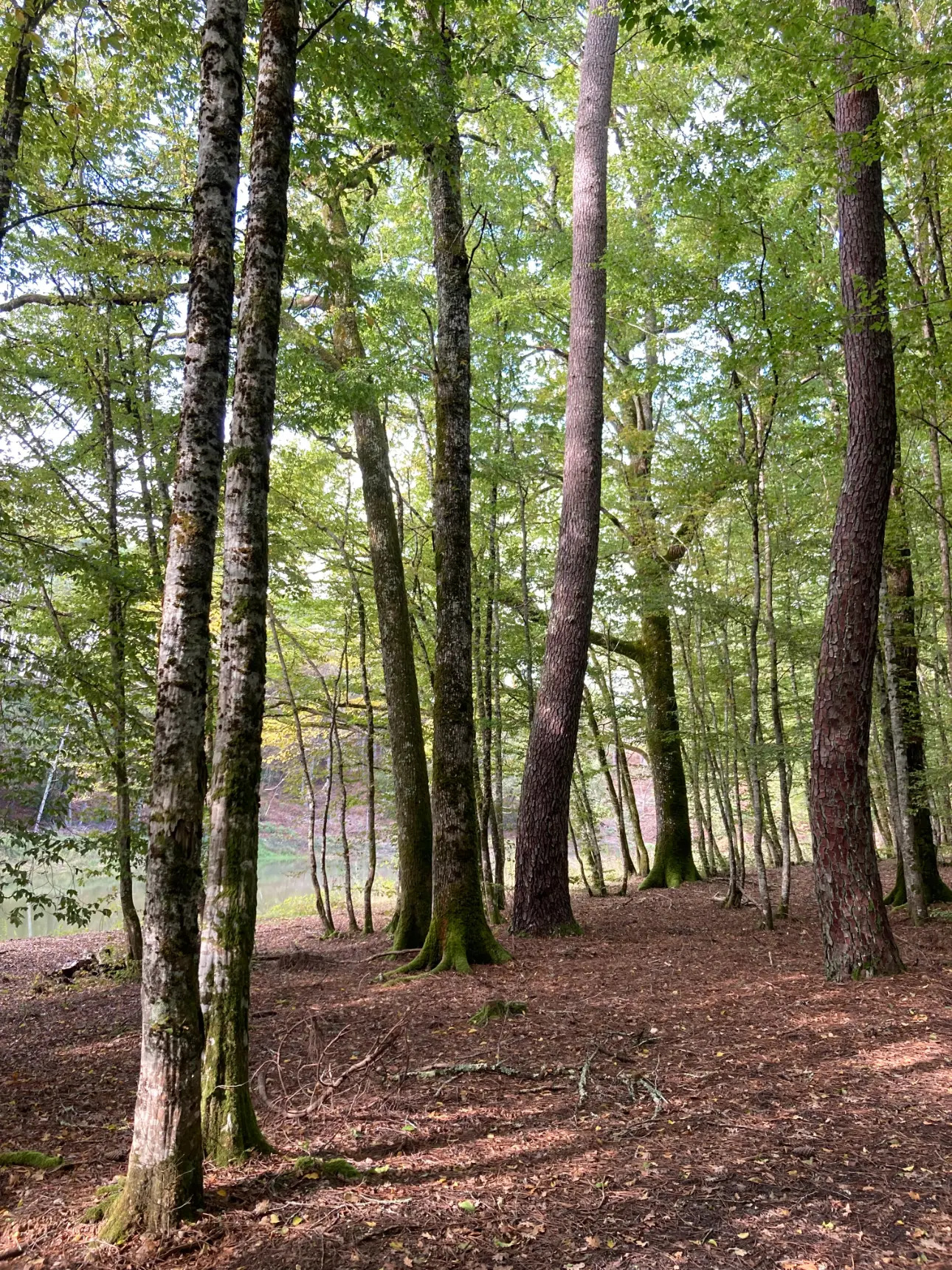 Photos 14 - Forestière - En Dordogne, rare parc de 10ha clôturé comprenant 2 étangs, des bois feuillus et résineux et un hangar
