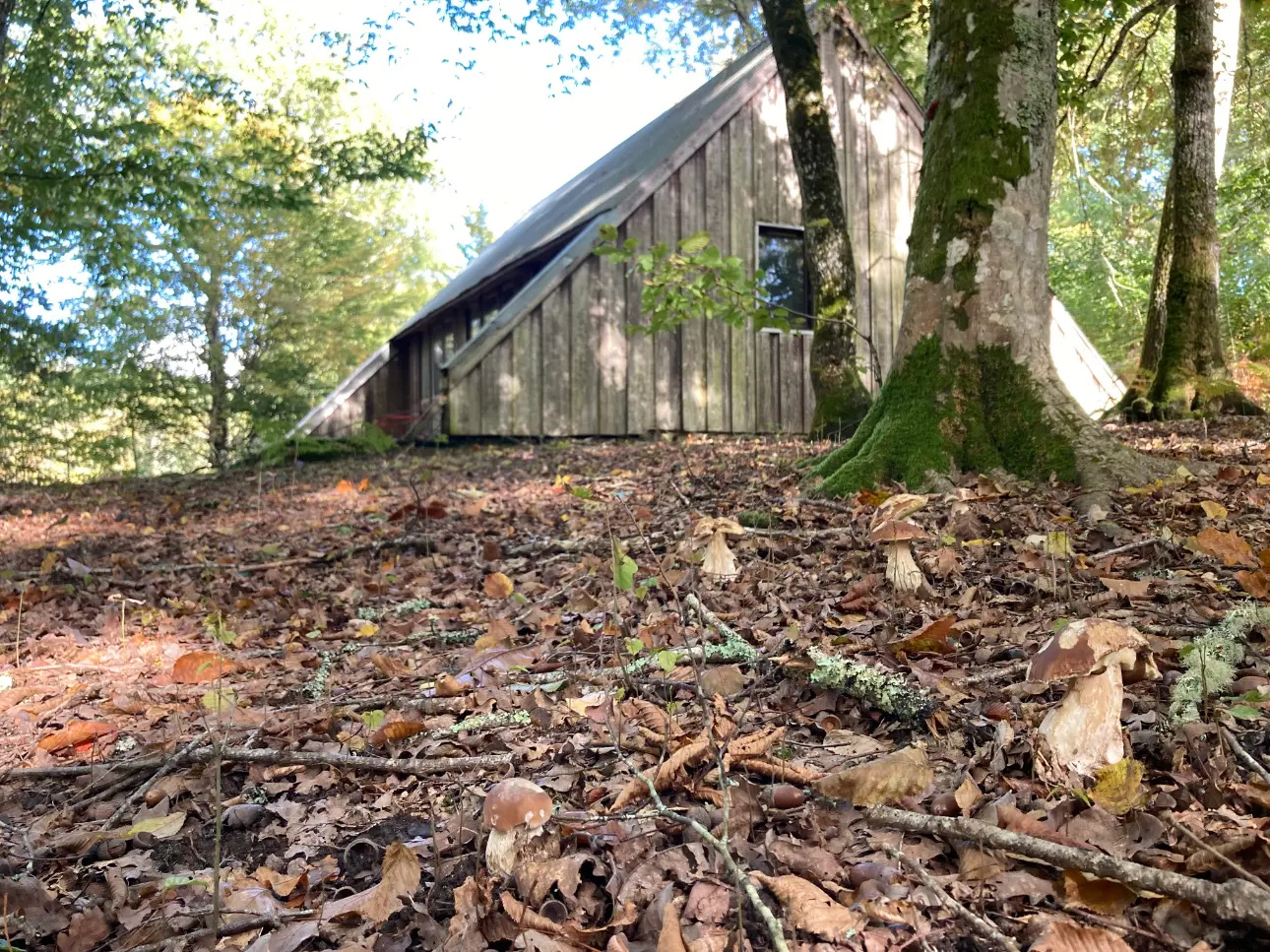 Photos 15 - Forestière - En Dordogne, rare parc de 10ha clôturé comprenant 2 étangs, des bois feuillus et résineux et un hangar