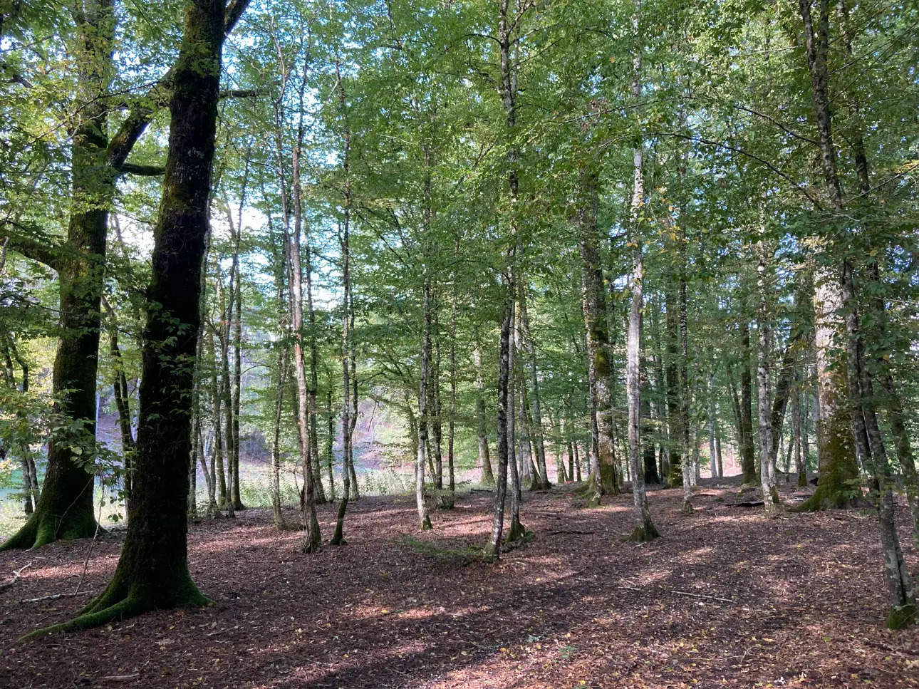Photos 16 - Forestière - En Dordogne, rare parc de 10ha clôturé comprenant 2 étangs, des bois feuillus et résineux et un hangar