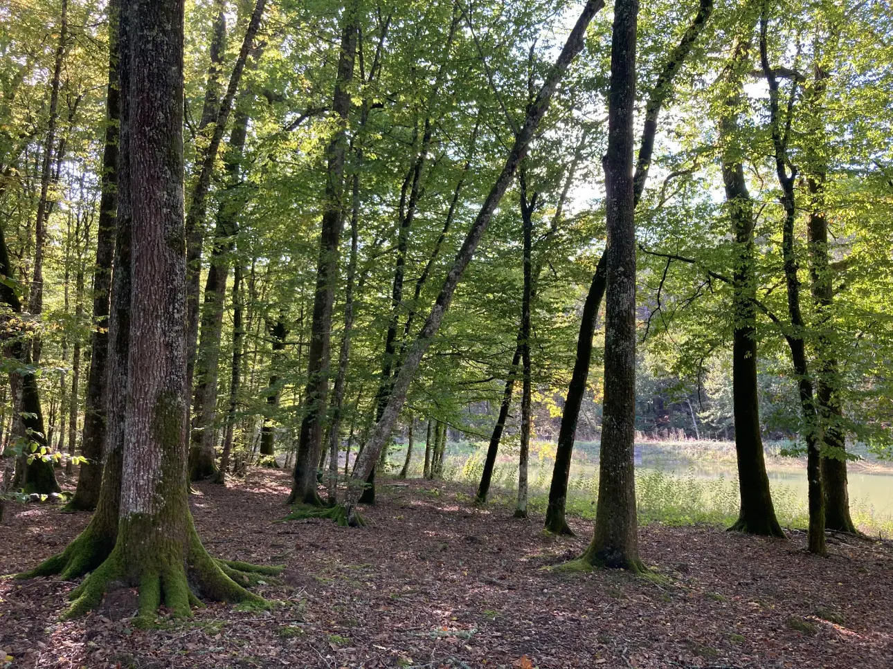 Photos 17 - Forestière - En Dordogne, rare parc de 10ha clôturé comprenant 2 étangs, des bois feuillus et résineux et un hangar