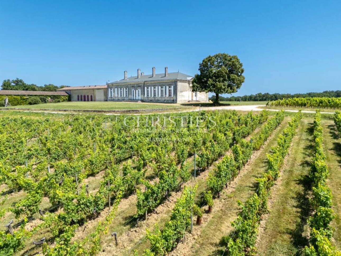 Photos 3 - Viticole - Domaine viticole historique en Fronsac avec un terroir de qualité à proximité de Libourne