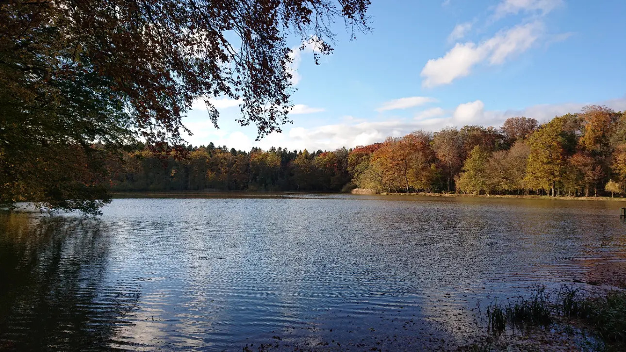 Photos 3 - Foncière - Etang et forêt dans le haut rhin