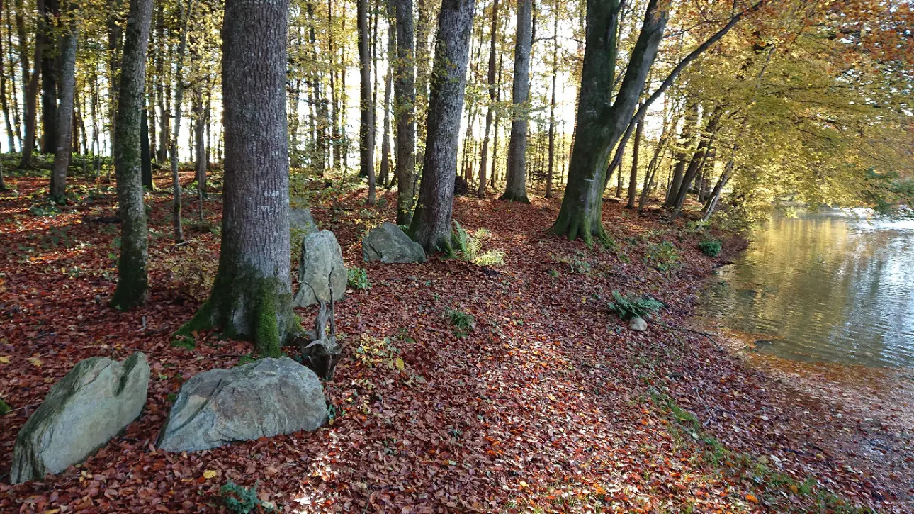 Photos 4 - Foncière - Etang et forêt dans le haut rhin