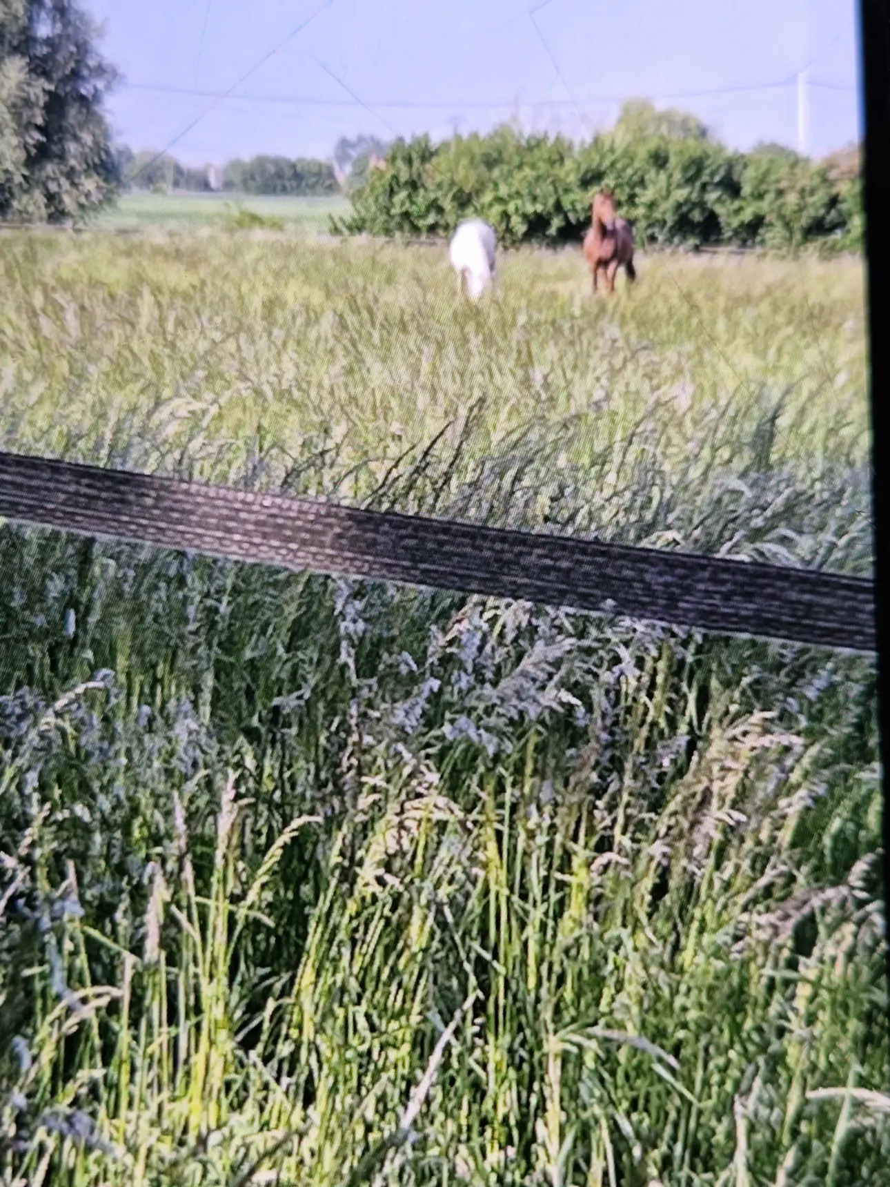 Photos 3 - Touristique - Propriété sur plus de 4 Hectares 60 a 93 ca idéal Chevaux  ou gites - Hauts de France