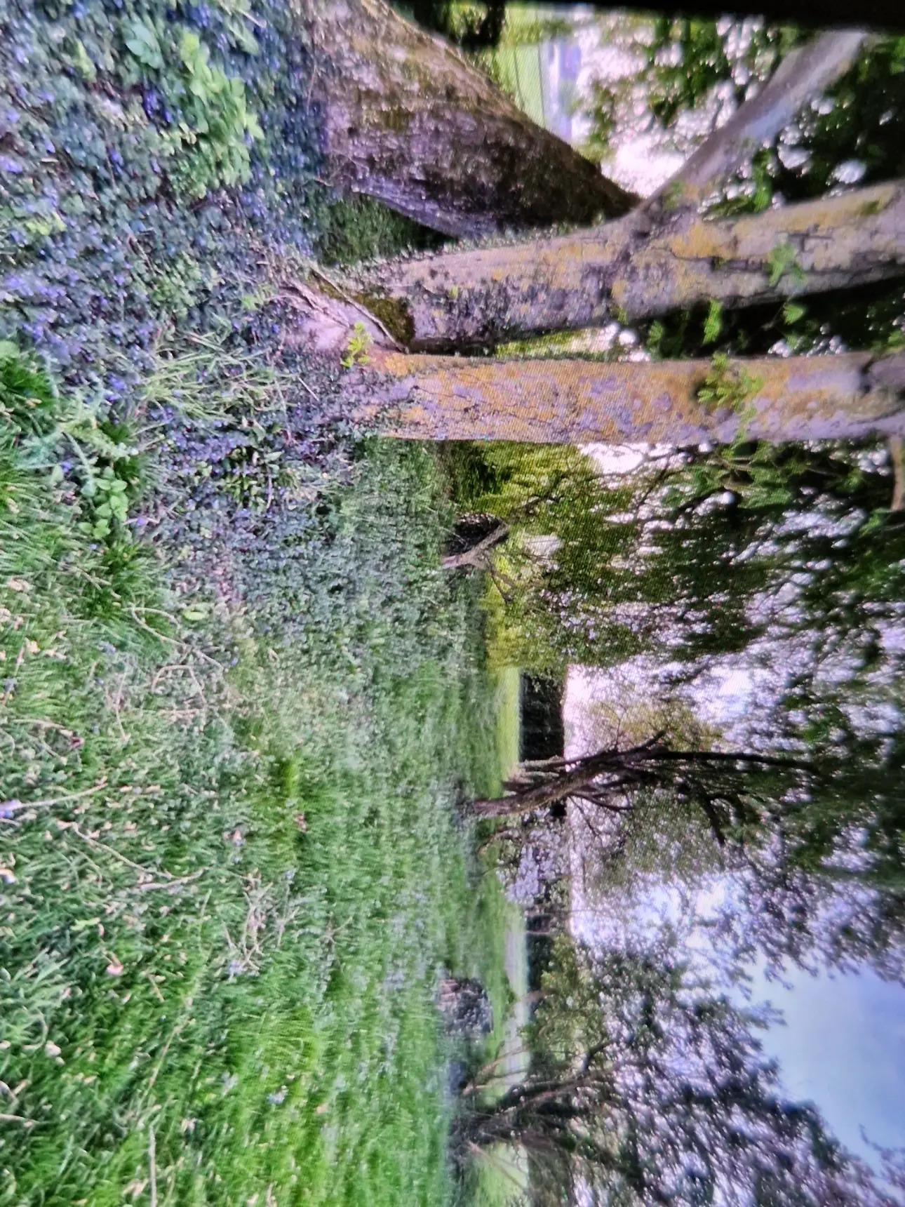 Photos 4 - Touristique - Propriété sur plus de 4 Hectares 60 a 93 ca idéal Chevaux  ou gites - Hauts de France