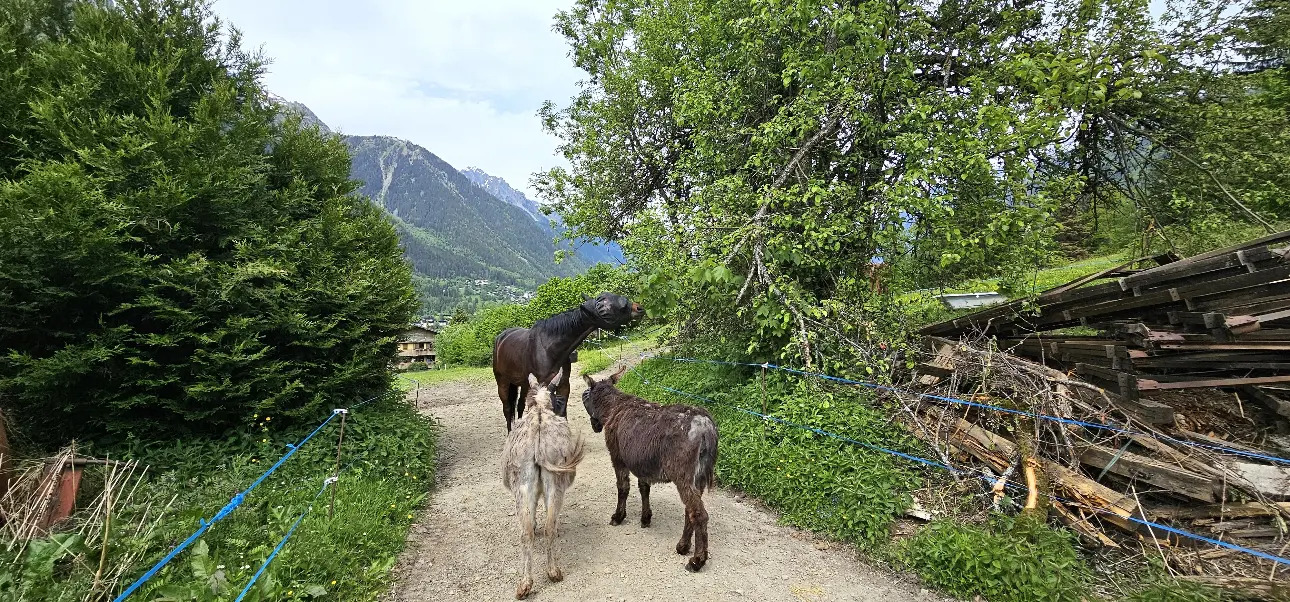Photos 7 - Équestre - Futur gîte rural ou équestre à Chamonix-Mont-Blanc