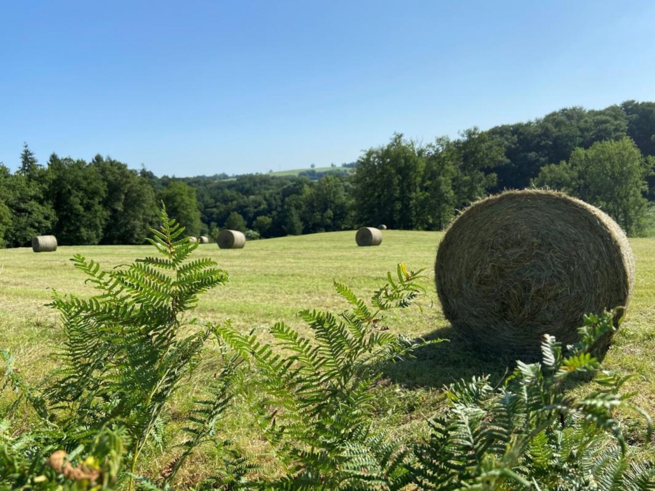 Photos 1 - Foncière - Terrain agricole