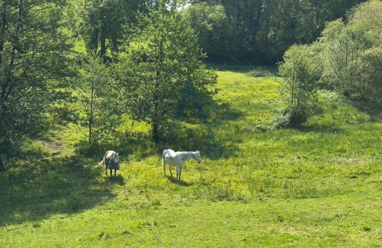Photos 8 - Équestre - Véritable havre de paix pour les amoureux de la nature et des chevaux – Propriété équestre rénovée