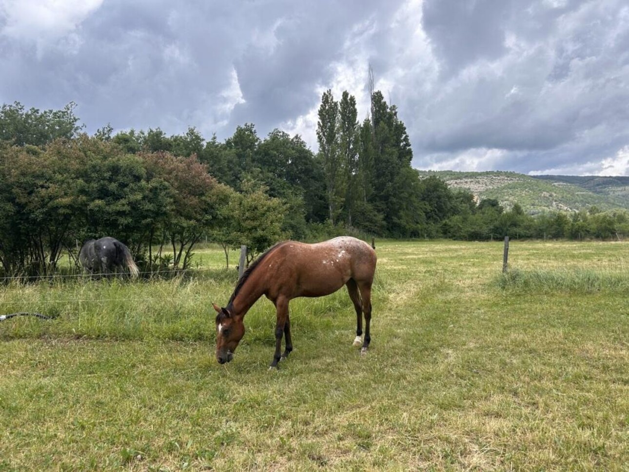 Photos 29 - Équestre - Propriété équestre avec gîte sur 6,3 ha