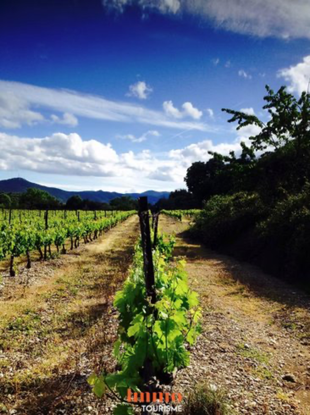 Photos 4 - Touristique - Domaine œnotouristique d’exception en Haut-Languedoc