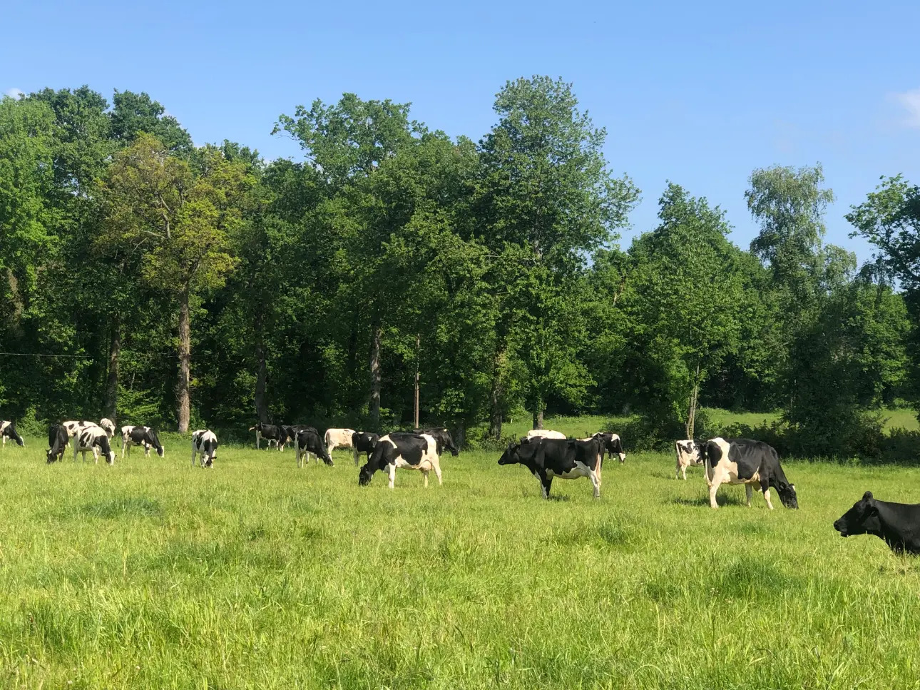 Photos 1 - Agricole - Exploitation Laitière à moins de 20 Km de Dinan