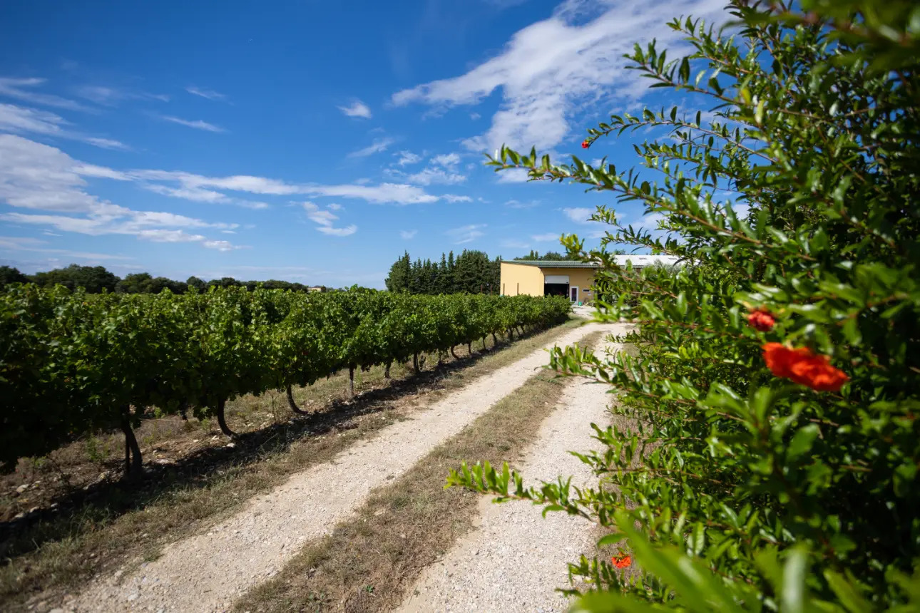 Photos 1 - Viticole - VENTE D'UN DOMAINE VITICOLE CLE EN MAIN EN PROVENCE