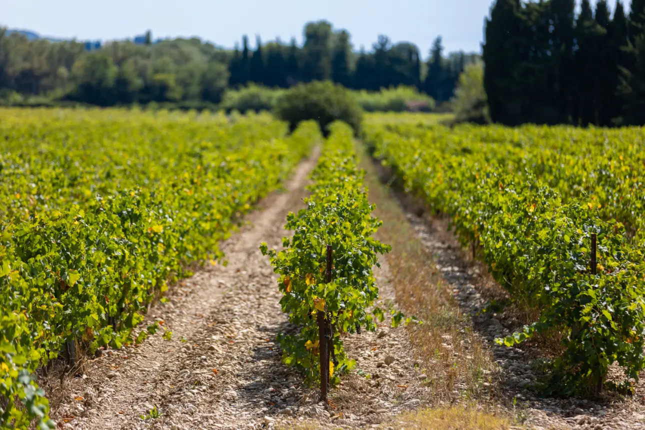 Photos 3 - Viticole - VENTE D'UN DOMAINE VITICOLE CLE EN MAIN EN PROVENCE