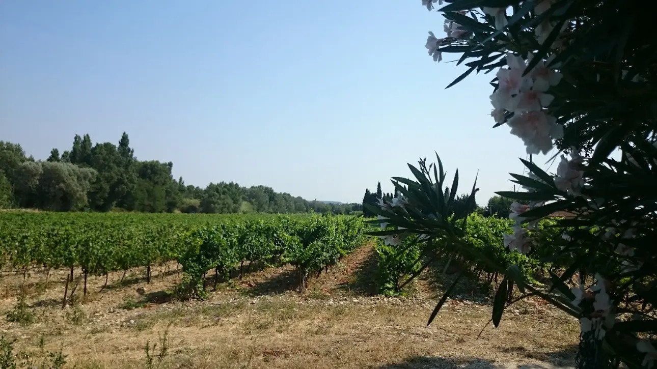 Photos 5 - Viticole - VENTE D'UN DOMAINE VITICOLE CLE EN MAIN EN PROVENCE