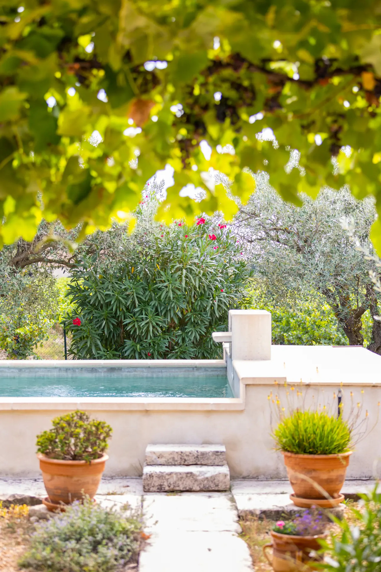 Photos 9 - Viticole - VENTE D'UN DOMAINE VITICOLE CLE EN MAIN EN PROVENCE