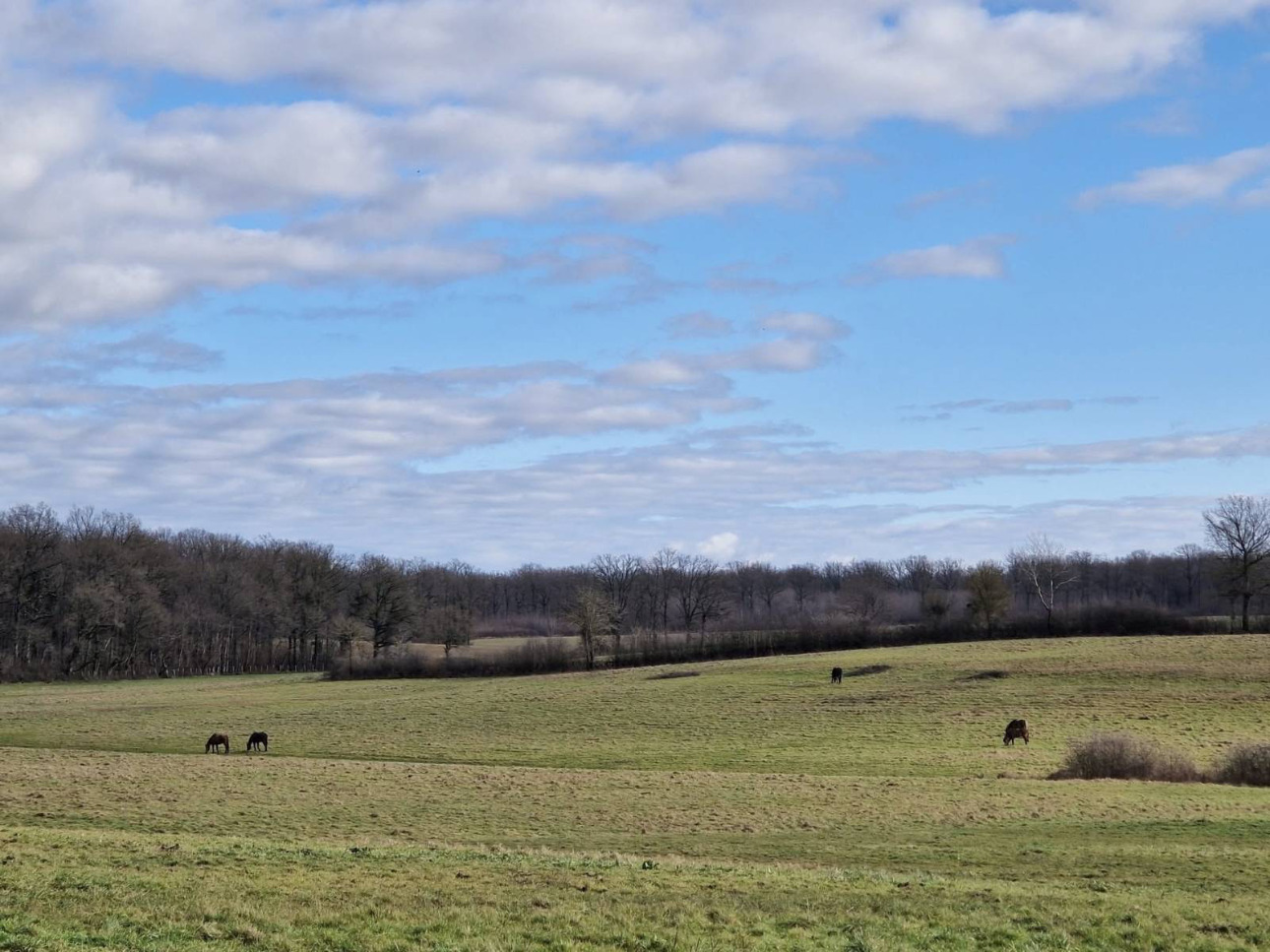 Photos 1 - Équestre - Haras d’exception de 40 hectares (71)