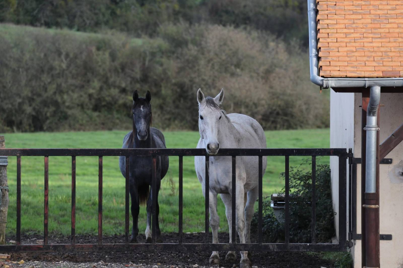Photos 2 - Équestre - Haras d’exception de 40 hectares (71)