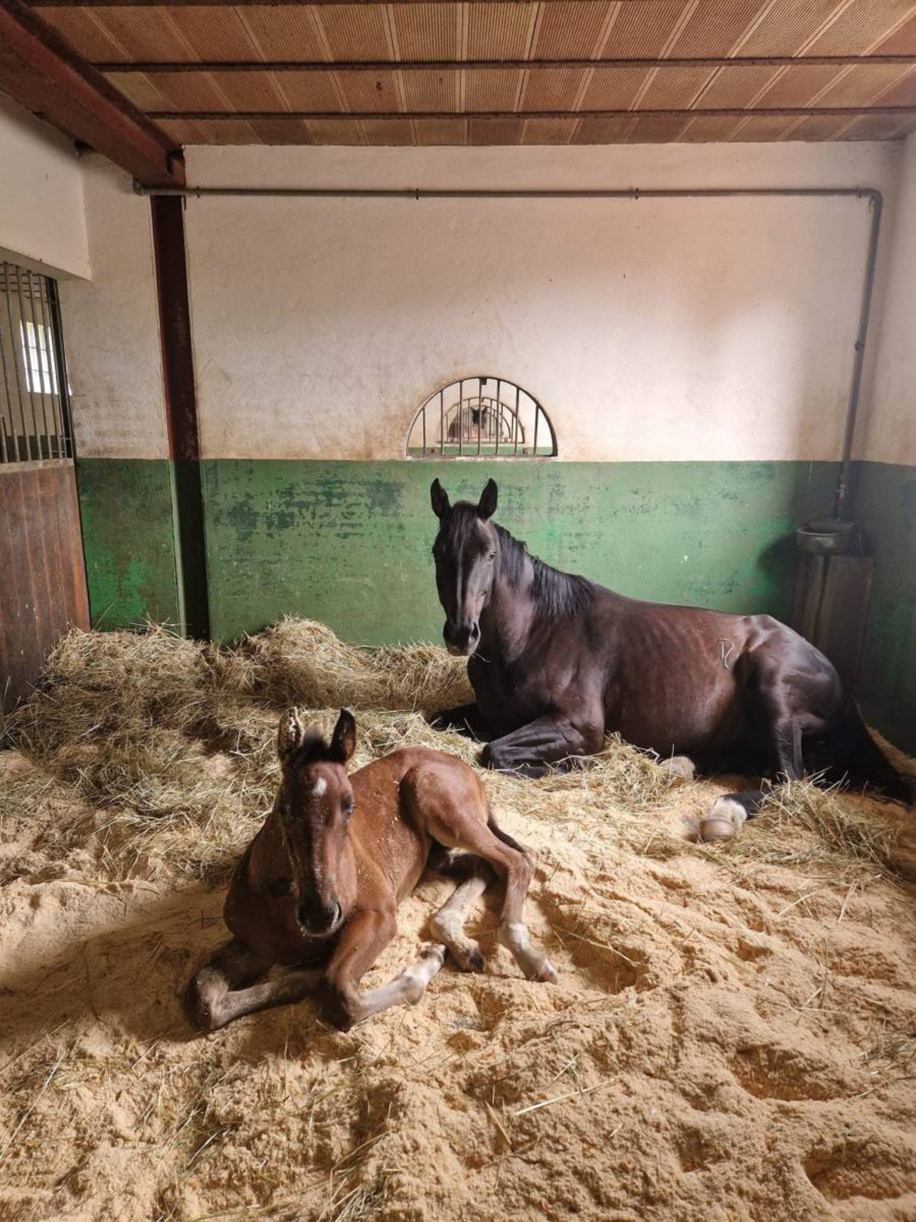 Photos 3 - Équestre - Haras d’exception de 40 hectares (71)