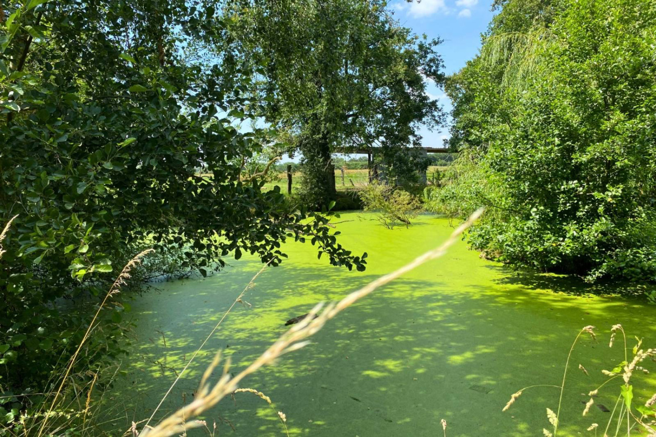 Photos 6 - Équestre - Rare sur le marché : Propriété équestre de 15 hectares située près de Châtillon-sur-Chalaronne