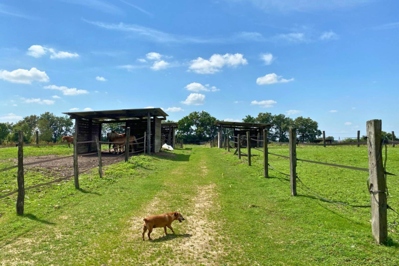 Photos 8 - Équestre - Rare sur le marché : Propriété équestre de 15 hectares située près de Châtillon-sur-Chalaronne