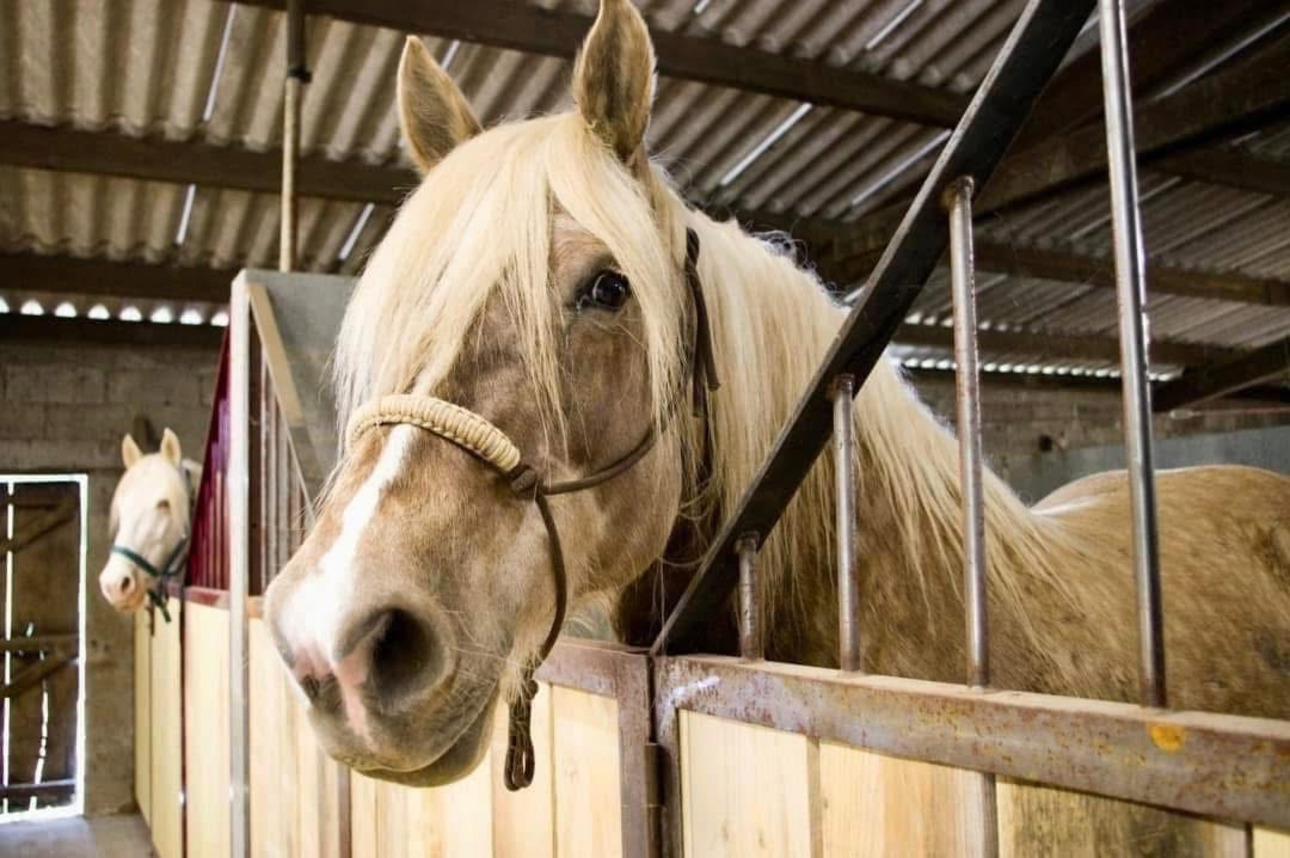 Photos 2 - Équestre - Petit coin de Paradis de 15 hectares dans le département de la Vendée