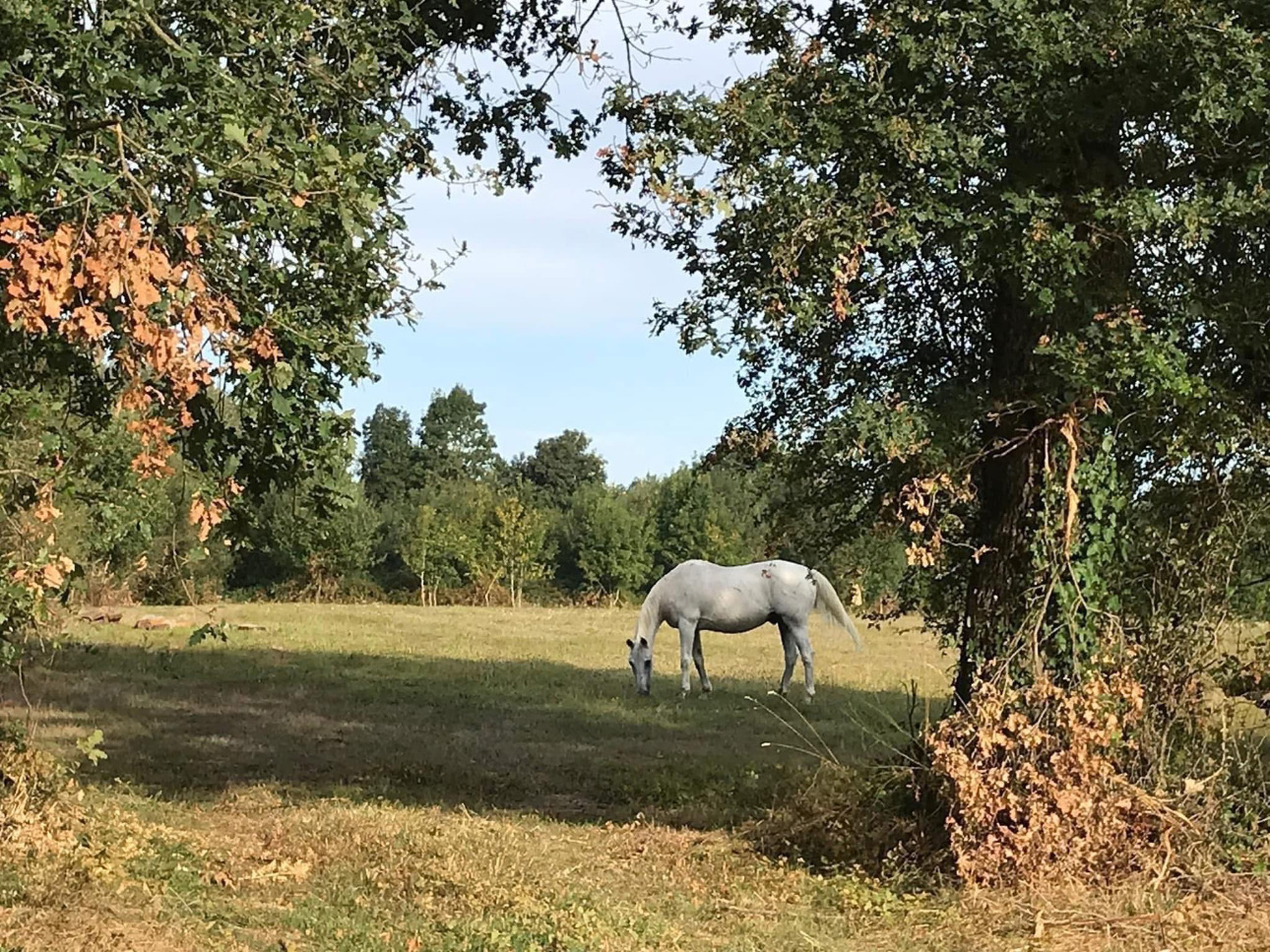 Photos 13 - Équestre - Petit coin de Paradis de 15 hectares dans le département de la Vendée